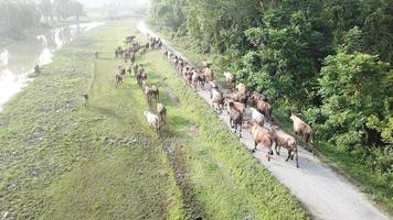 vaca corre na vila da área rural perto da propriedade de dendezeiros. video