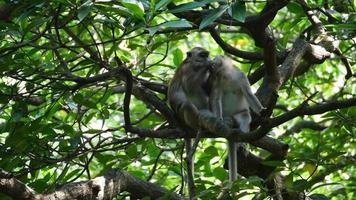 Un mono ayuda a rascarse la picazón en la cabeza de su compañero en el árbol del pantano de manglares en Sungai Perai, Penang, Malasia.
