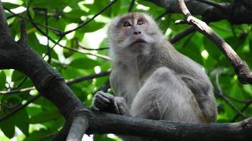 Monkey at mangrove tree near Sungai Perai, Penang, Malaysia.