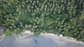 Aerial view coconut beside sea at Batu Kawan, Penang, Malaysia. video