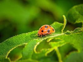 mariquita en una hoja verde foto