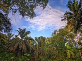 vegetación verde, bosque foto