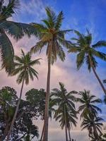 beach view and palm trees photo