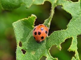 mariquita en una hoja verde foto