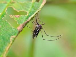 Mosquito on a leaf photo