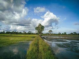 Rice field and sky photo