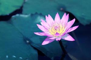 hermosa flor de loto rosa en el estanque, símbolo de la flor de loto del budismo y las creencias budistas. foto