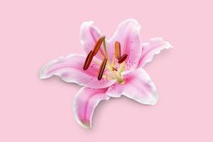 flor de lirio aislada sobre fondo rosa con trazado de recorte. foto