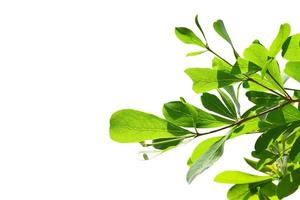 Green leaves isolated on white background with clipping path. photo