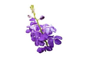Close up orchid flower isolated on white background with clipping path. photo