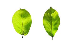 Leaves Texture on white background with clipping path. photo