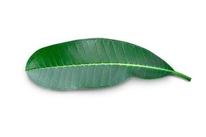 Green frangipani leaf isolated on white background with clipping path. photo