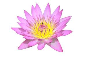 Lotus flower isolated on white background with clipping path. photo