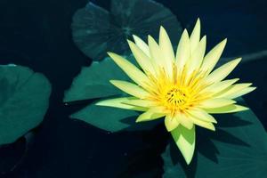 Beautiful pink lotus flower in pond,Lotus flower symbol of Buddhism and Buddhist beliefs. photo