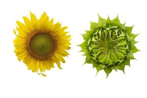 Sunflower isolated on white background with clipping path. photo