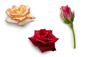 Rose isolated on white background with clipping path. photo