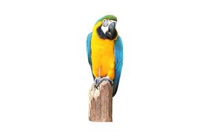 Parrot macaw isolated on white background with clipping path. photo