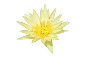 Lotus flower isolated on white background with clipping path. photo