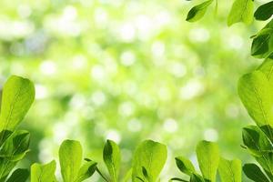 el primer plano deja la vista de la naturaleza sobre un fondo verde borroso en el jardín con espacio para copiar. foto