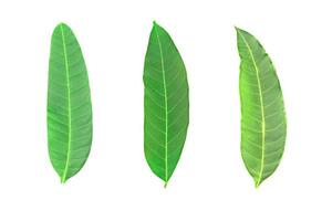 Leaves Texture on white background with clipping path. photo