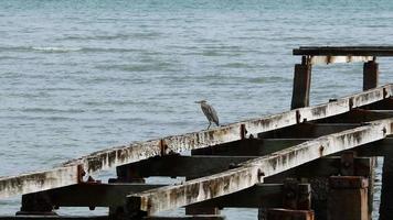 airone uccello riposo al ponte rotto. video