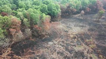 trockenes Land vor grünem Busch. video