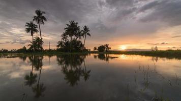 Timelapse panning to right sunset reflection flood area with coconut tree. video