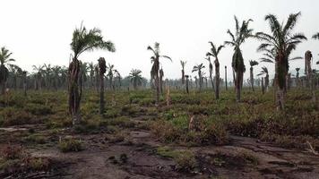 Low angle fly over dead palm trees at Penang, Malaysia. video