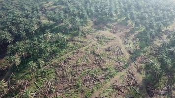 vista aérea atividade de desmatamento de dendezeiros na malásia, sudeste da ásia. video