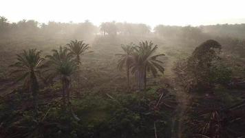 volar hacia la luz del sol de la mañana en la plantación de palma aceitera. video
