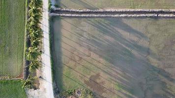 Scenic aerial evening view of coconut trees at paddy field. video