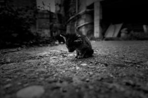 Abandoned newborn cat photo