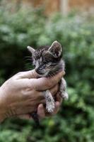 Abandoned newborn cat photo