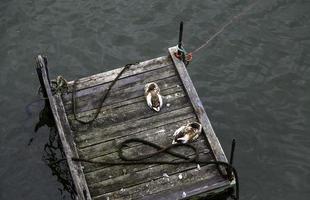 Ducks on a sea dock