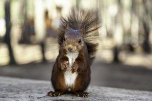 Feeding a squirrel photo