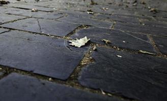 Dry leaves on slate floor photo