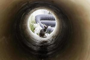 Stray cat in a pipe photo