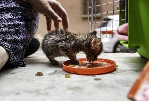 gato recién nacido comiendo foto