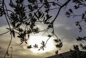 Backlit branches in the forest photo