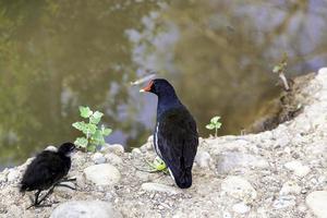 Coot feeding young photo