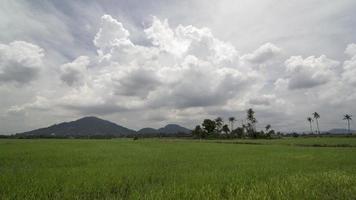 Timelapse green paddy field with background coconut trees