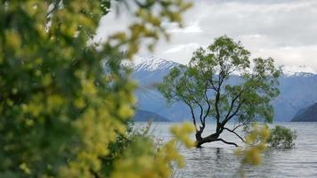 wanaka-boom in nieuw-zeeland met lupinebloem