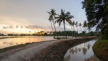 Timelapse a small village with plantation of coconut tree video