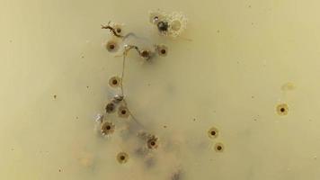Tadpole play with eggs. video