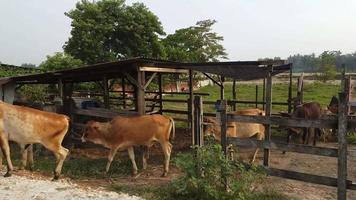 Cow queue to go out. video