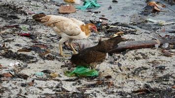 Rubbish pollution near shoreline. World environmental issue. video