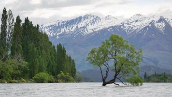 wanaka träd med snö berg video