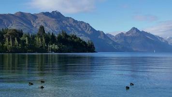 Mallard ducks swim in Lake Wakatipu. video