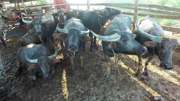 un grupo de búfalos de agua permanece en jaula. video