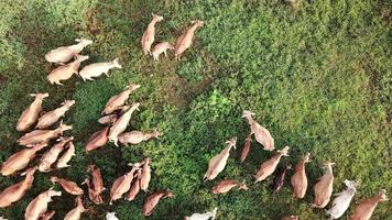 Aerial view cows in the farm in morning. video